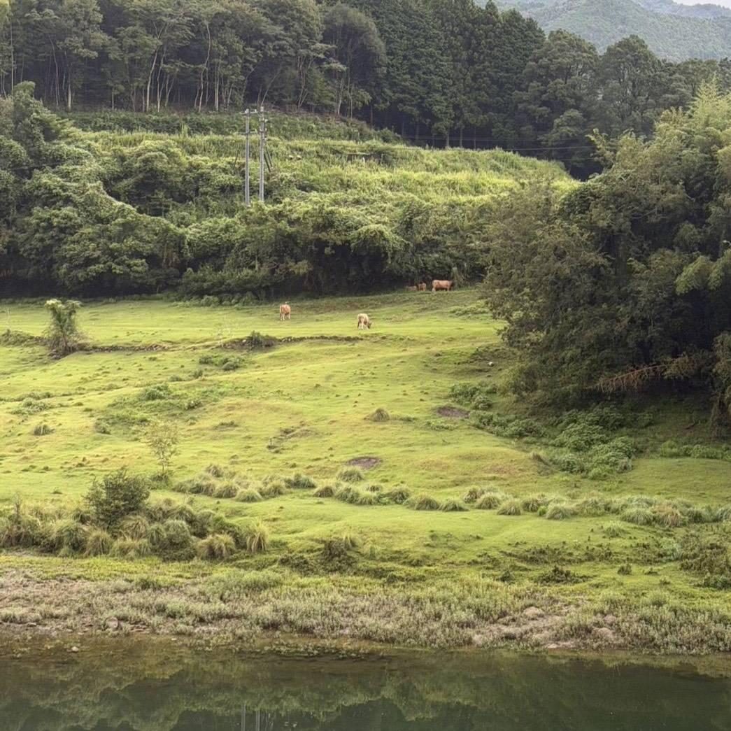 土佐赤牛が放牧される高知の牧（遠景）